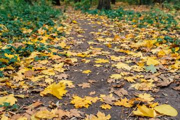 Park road autumn leaves