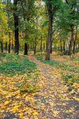 Park road autumn leaves