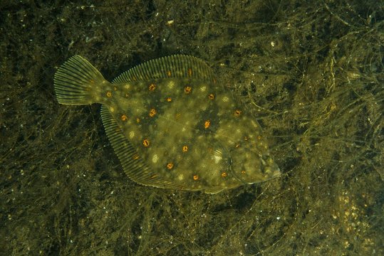 European plaice (Pleuronectes platessa) on algae, Norwegian Sea, Northern Atlantic, Norway, Europe