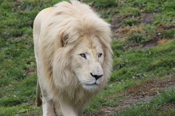 Male white lion. The white lions are a colour mutation of the Transvaal lion Panthera leo krugeri, also known as the Southeast African or Kalahari lion.