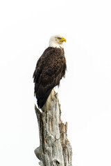 Bald Eagle Perched on a Tree