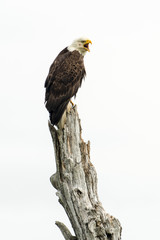 Bald Eagle Calling to His Mate