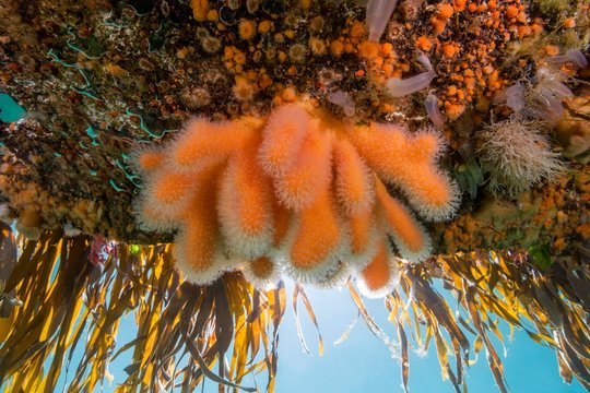 Dead man's fingers(Alcyonium digitatum) and Clonal Plumose Anemones (Metridium senile), Hanging Gardens of Aegir, Norwegian Sea, Northern Atlantic, Norway, Europe