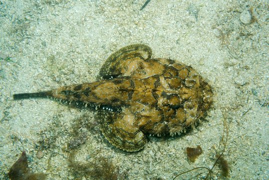 Angler fish (Lophius piscatorius) lies on the sand, Norwegian Sea, Northern Atlantic, Norway, Europe