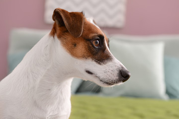 Cute funny dog at home