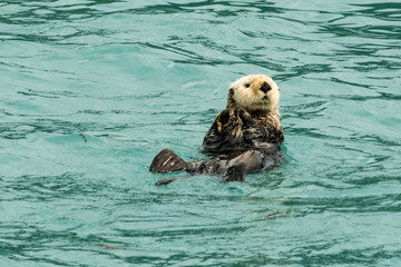 Lone Sea Otter 