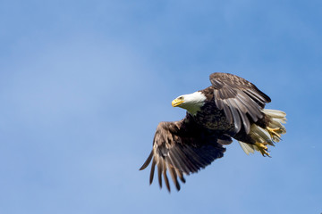 bald eagle in flight