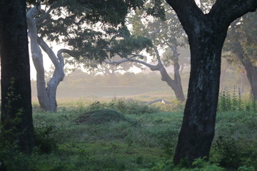 Early morning Yala Safari Park Sri Lanka 