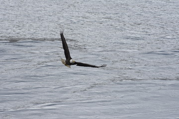 Alaskan Bald Eagle Hunting for Fish