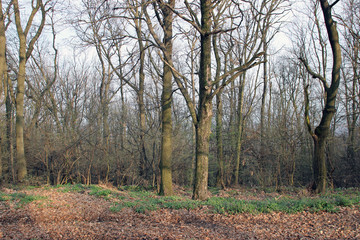 Fototapeta na wymiar Park scene leafless trees path afternoon