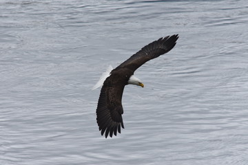 Soaring Alaskan Bald Eagle