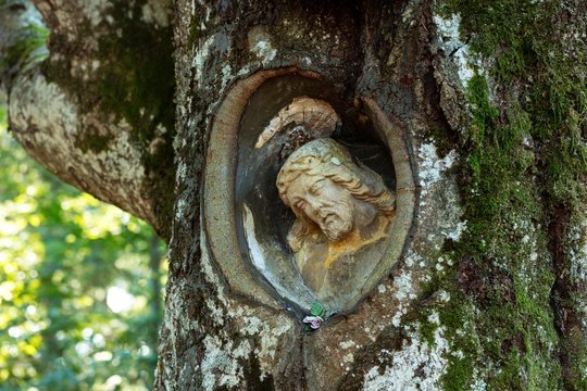 Lord of Mainz, stone Christ figure, grown in a willow beech, near Gutenbach, Black Forest, Baden-Wurttemberg, Germany, Europe