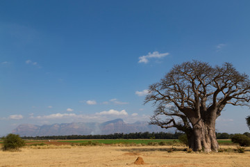 Baobab africano  nel paesaggio 