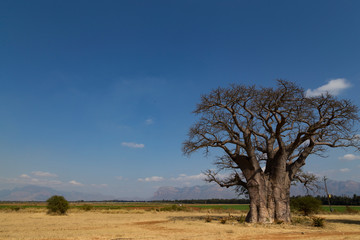 Baobab africano  nel paesaggio 