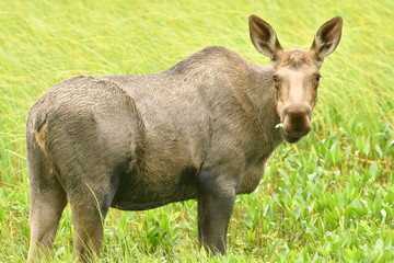 Alaskan Moose Eating Grass