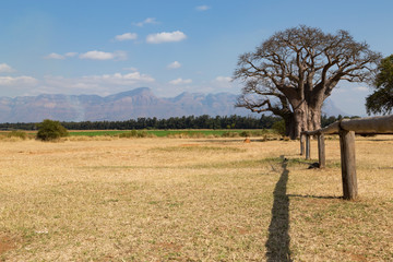 Baobab africano  nel paesaggio 