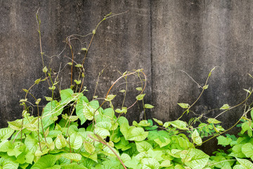 Freshness leaves of ivy plant and the old concrete wall