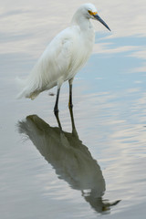 Reflection of a Snowy Egret