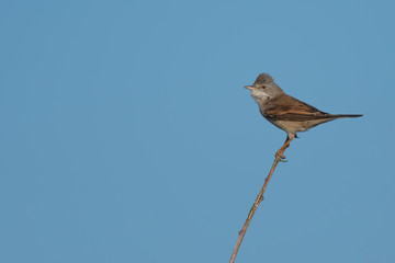 Lesser Whitethroat on a Twig Against a Blue Sky