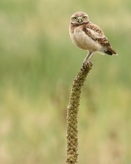 Burrowing Owl Waiting on a Branch
