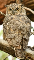 great horned owl sitting on a branch
