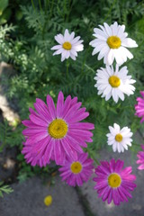 Purple and white daisies
