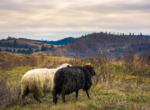 couple of sheep run across the mountain meadow. cloudy autumn weather