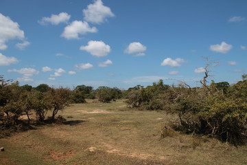 Fototapeta premium Yala Safari Park Sri Lanka 