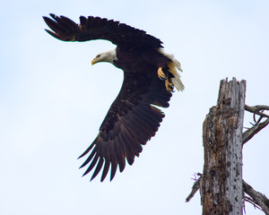 Bald Eagle Taking Flight