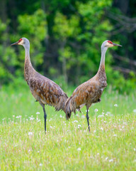 A Pair of Mating Sandhill Cranes