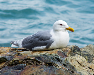 Sea Gull Sitting on Her NEst
