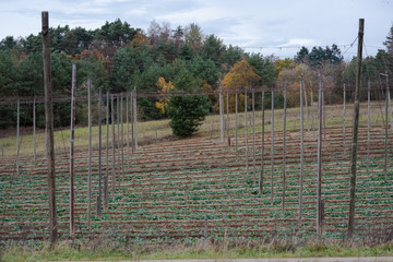 Fototapeta premium Kahler Hopfengarten in der Hallertau im Herbst