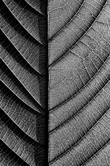 perfect black leaf patterns - closeup