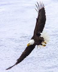 Soaring Bsld Eagle