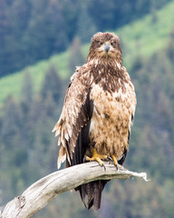 Portrait of a Golden Eagle
