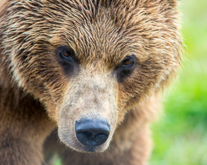 Closeup of a Grizzly Bear