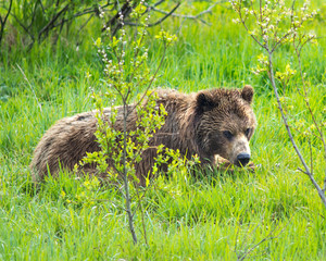 Grizzly Bear Laying Down for a Nap