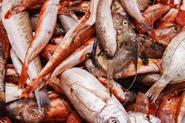 fresh fish at the market