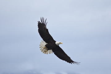 Soaring Bald Eagle