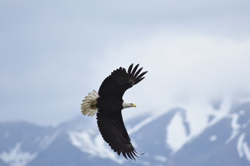 Soaring Bald Eagle