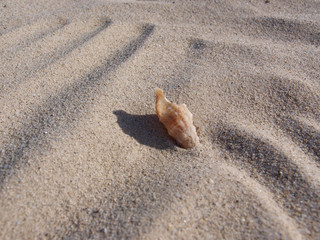 Sand mit Muschel