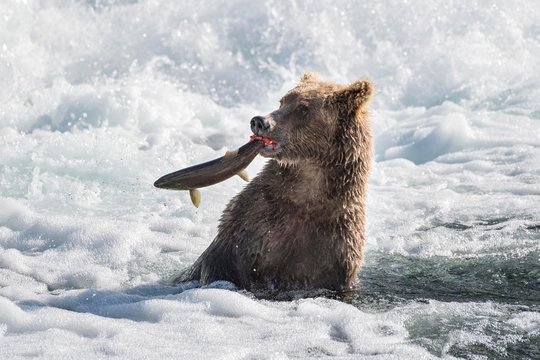 Brown bear catching fish