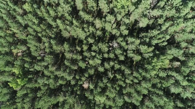 Summer warm sun light forest aerial view. Flying over the forest from above.