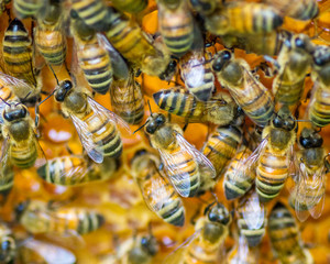 Closeup of Honey Bees Working on Their Hive