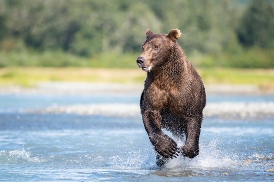 Brown bear (Ursus Arctos) runs in water, Katmai National Park, Alaska, USA, North America