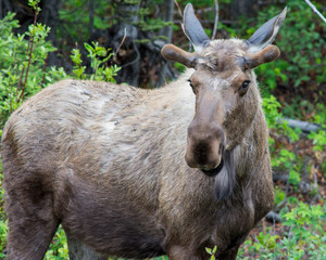 Female Alaskan Moose