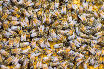 Close up Honey Bees