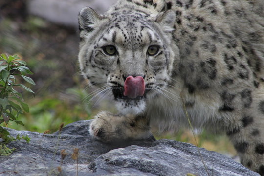 snow leopard, Uncia uncia, observing prey and licking lips