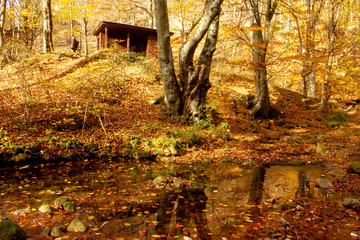River Grza in autum. Beautiful small river surrounded with forest in nature park Grza.