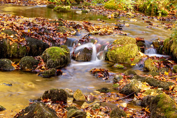 Fototapeta na wymiar River Grza in autum. Beautiful small river surrounded with forest in nature park Grza.